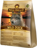 Wild_Duck_Adult